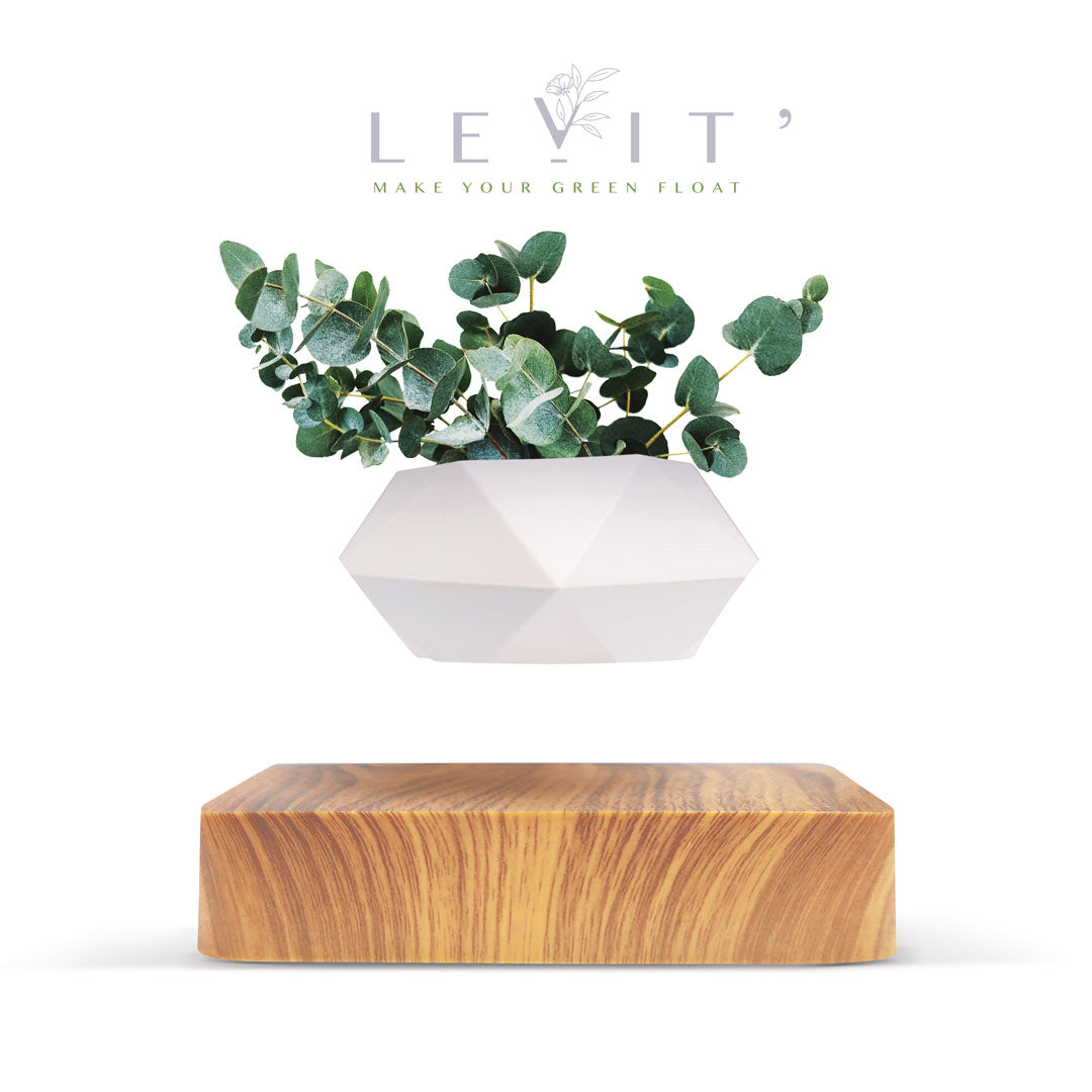 【在庫限り】Levit'